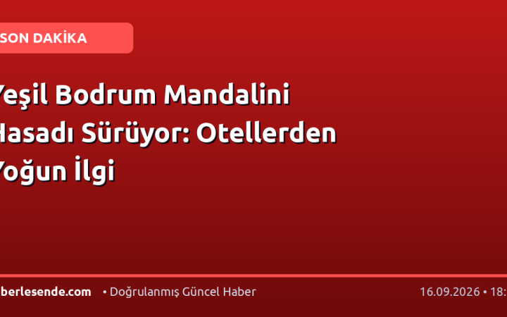 Yeşil Bodrum Mandalini Hasadı Sürüyor: Otellerden Yoğun İlgi