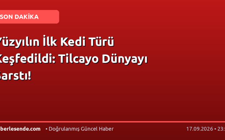 Yüzyılın İlk Kedi Türü Keşfedildi: Tilcayo Dünyayı Sarstı!