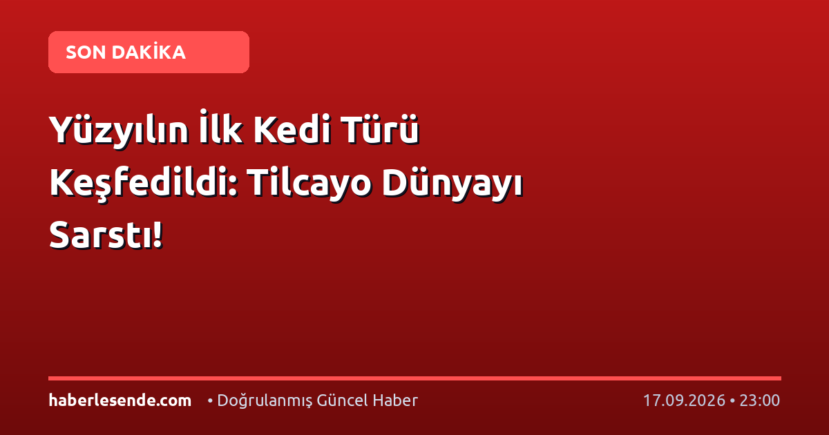 Yüzyılın İlk Kedi Türü Keşfedildi: Tilcayo Dünyayı Sarstı!