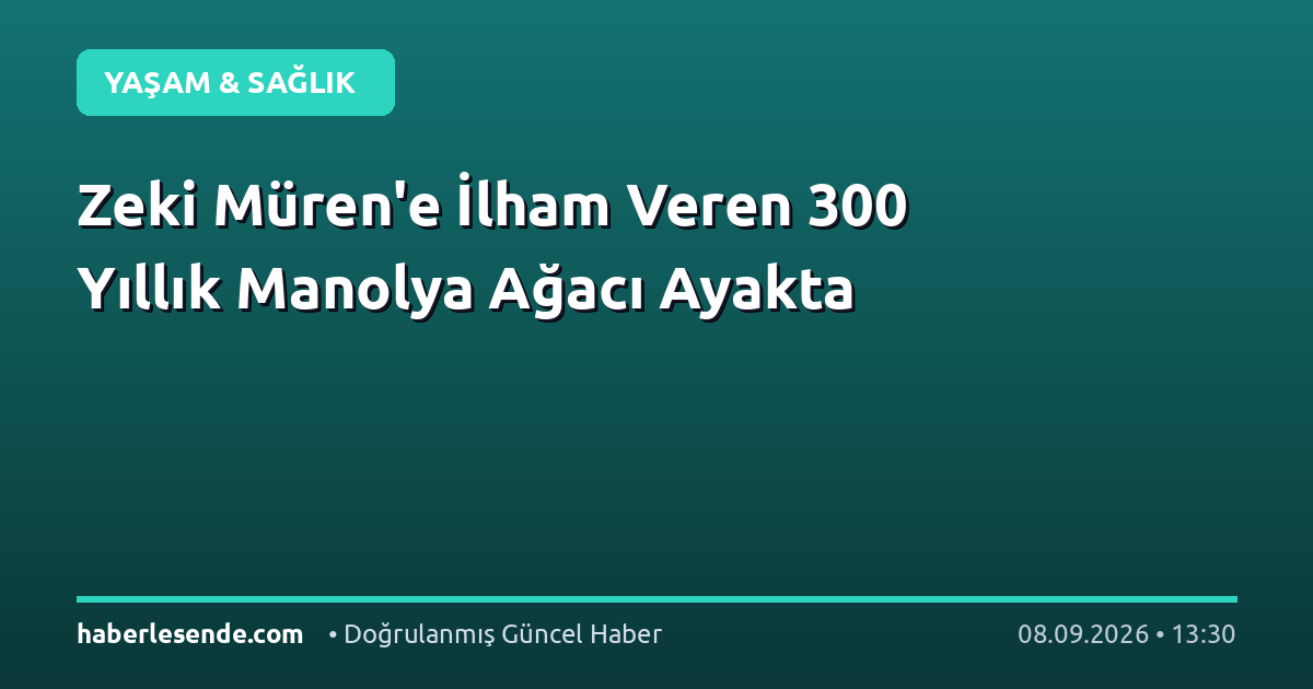 Zeki Müren'e İlham Veren 300 Yıllık Manolya Ağacı Ayakta