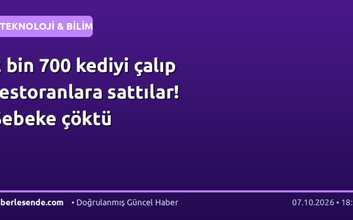 2 bin 700 kediyi çalıp restoranlara sattılar! Şebeke çöktü