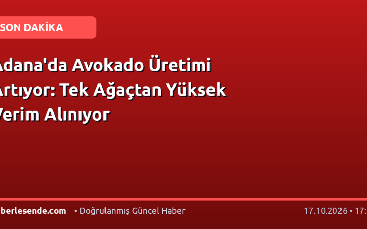 Adana'da Avokado Üretimi Artıyor: Tek Ağaçtan Yüksek Verim Alınıyor