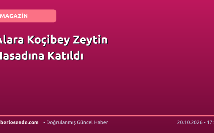 Alara Koçibey Zeytin Hasadına Katıldı