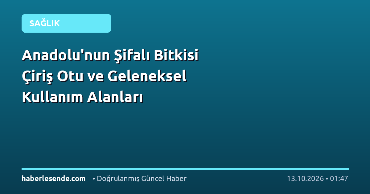 Anadolu'nun Şifalı Bitkisi Çiriş Otu ve Geleneksel Kullanım Alanları