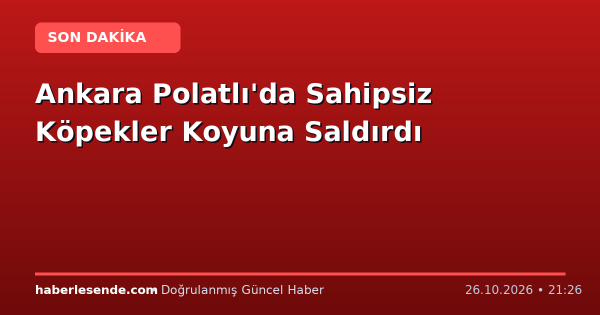 Ankara Polatlı'da Sahipsiz Köpekler Koyuna Saldırdı