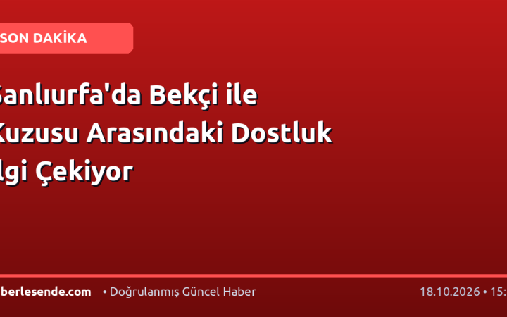 Şanlıurfa'da Bekçi ile Kuzusu Arasındaki Dostluk İlgi Çekiyor