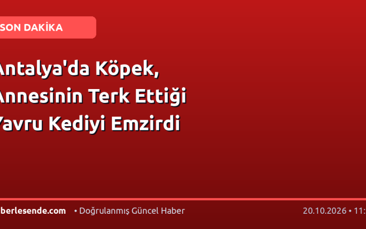 Antalya'da Köpek, Annesinin Terk Ettiği Yavru Kediyi Emzirdi