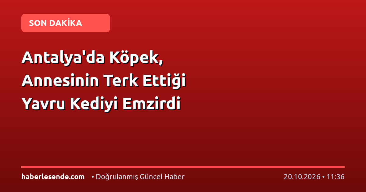 Antalya'da Köpek, Annesinin Terk Ettiği Yavru Kediyi Emzirdi