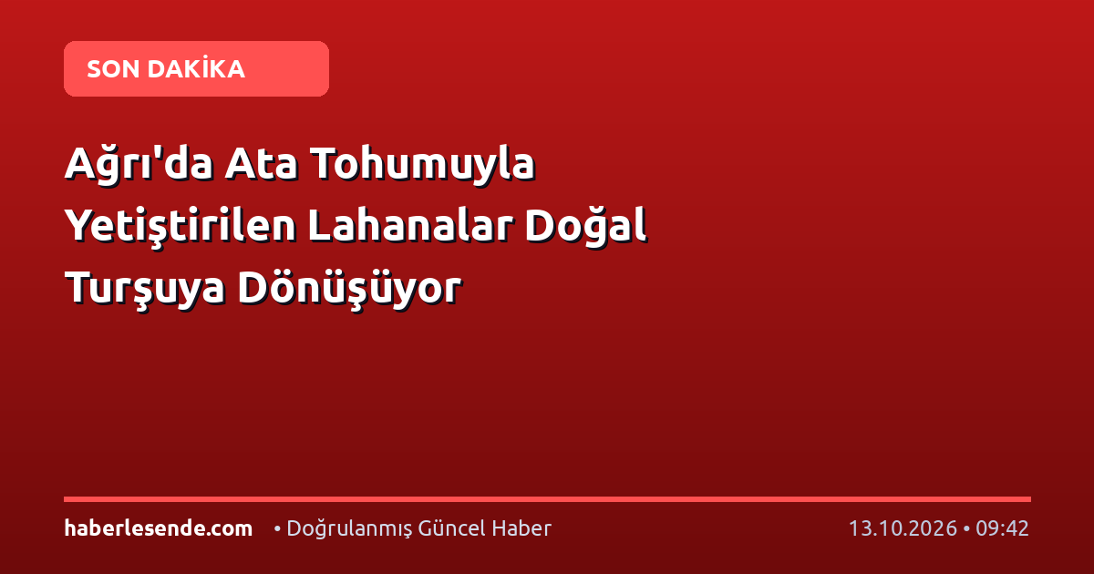 Ağrı'da Ata Tohumuyla Yetiştirilen Lahanalar Doğal Turşuya Dönüşüyor