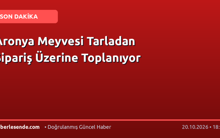 Aronya Meyvesi Tarladan Sipariş Üzerine Toplanıyor