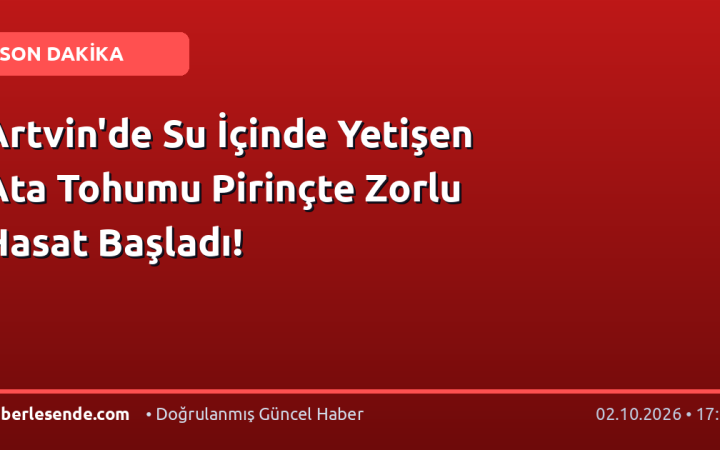 Artvin'de Su İçinde Yetişen Ata Tohumu Pirinçte Zorlu Hasat Başladı!
