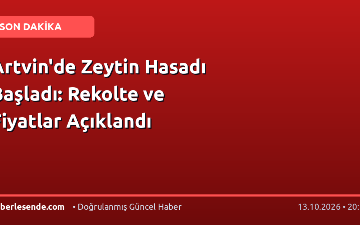 Artvin'de Zeytin Hasadı Başladı: Rekolte ve Fiyatlar Açıklandı