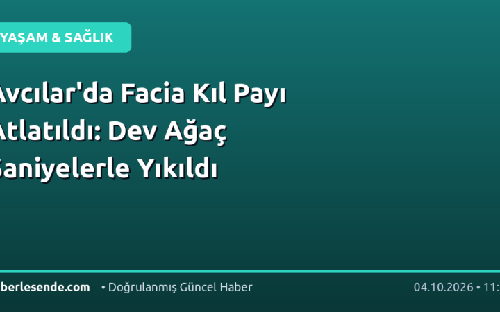 Avcılar'da Facia Kıl Payı Atlatıldı: Dev Ağaç Saniyelerle Yıkıldı