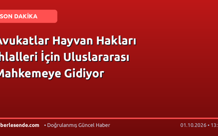 Avukatlar Hayvan Hakları İhlalleri İçin Uluslararası Mahkemeye Gidiyor