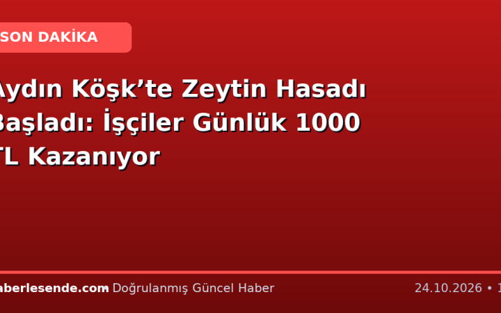 Aydın Köşk’te Zeytin Hasadı Başladı: İşçiler Günlük 1000 TL Kazanıyor