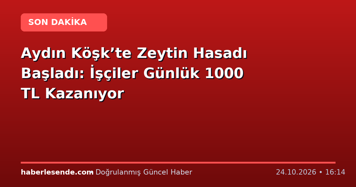 Aydın Köşk’te Zeytin Hasadı Başladı: İşçiler Günlük 1000 TL Kazanıyor