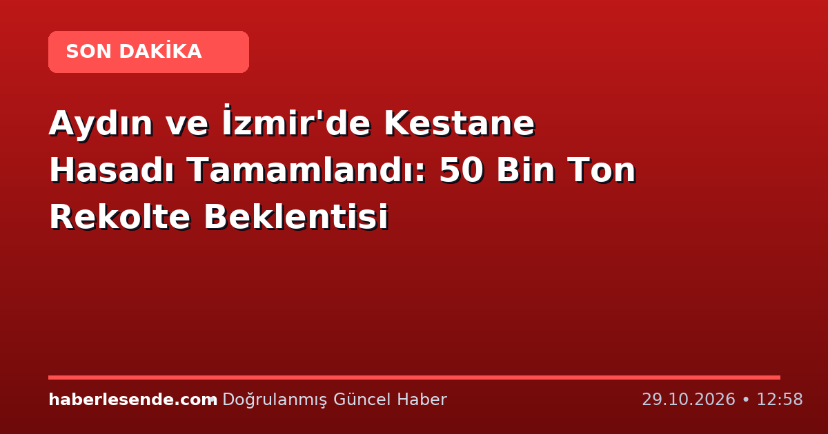 Aydın ve İzmir'de Kestane Hasadı Tamamlandı: 50 Bin Ton Rekolte Beklentisi