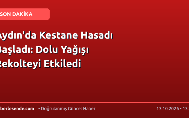 Aydın'da Kestane Hasadı Başladı: Dolu Yağışı Rekolteyi Etkiledi