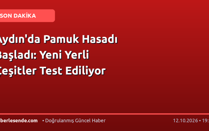 Aydın'da Pamuk Hasadı Başladı: Yeni Yerli Çeşitler Test Ediliyor