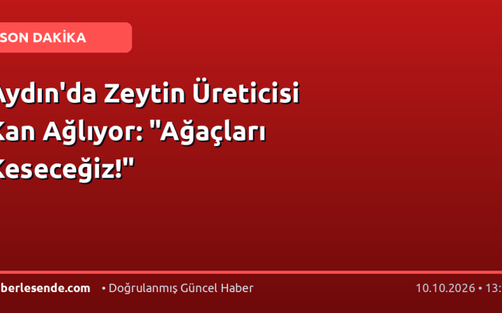 Aydın'da Zeytin Üreticisi Kan Ağlıyor: "Ağaçları Keseceğiz!"