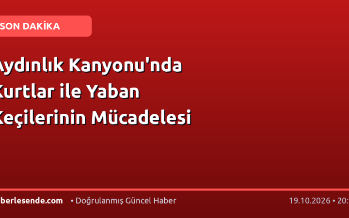 Aydınlık Kanyonu'nda Kurtlar ile Yaban Keçilerinin Mücadelesi