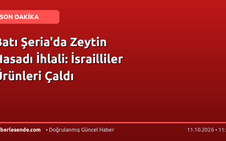 Batı Şeria'da Zeytin Hasadı İhlali: İsrailliler Ürünleri Çaldı