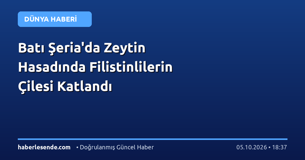 Batı Şeria'da Zeytin Hasadında Filistinlilerin Çilesi Katlandı