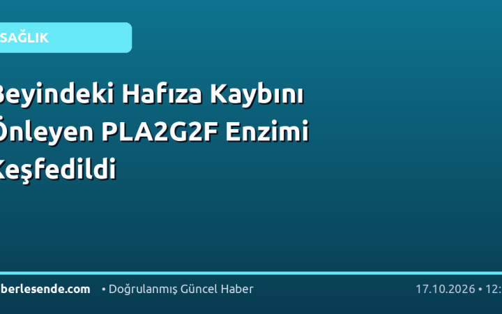 Beyindeki Hafıza Kaybını Önleyen PLA2G2F Enzimi Keşfedildi