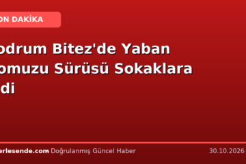 Bodrum Bitez'de Yaban Domuzu Sürüsü Sokaklara İndi