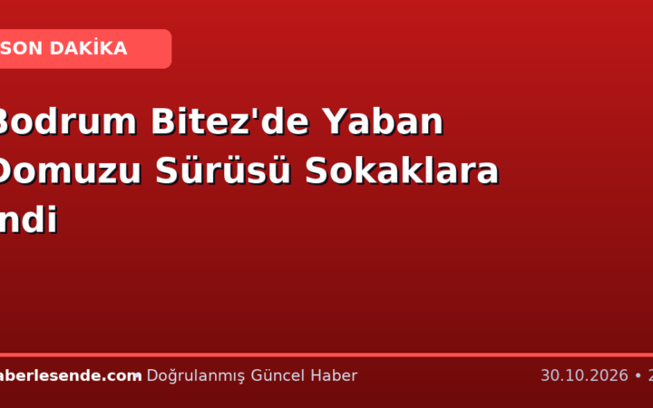 Bodrum Bitez'de Yaban Domuzu Sürüsü Sokaklara İndi