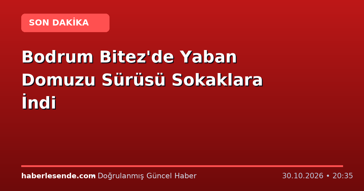 Bodrum Bitez'de Yaban Domuzu Sürüsü Sokaklara İndi