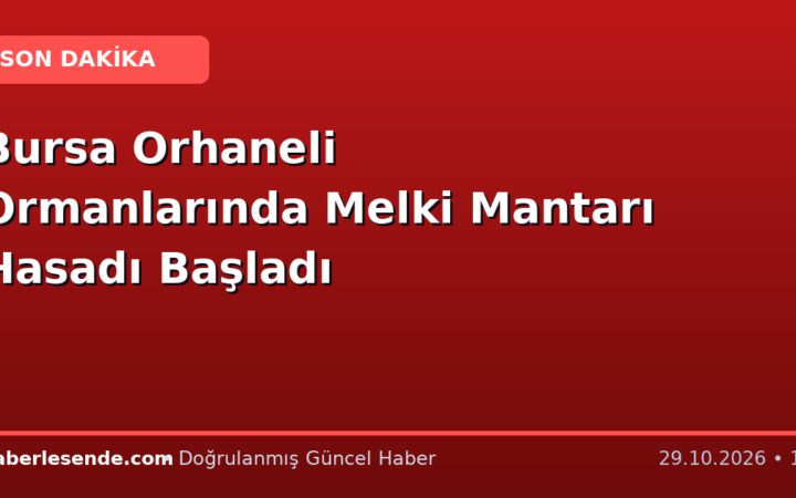 Bursa Orhaneli Ormanlarında Melki Mantarı Hasadı Başladı
