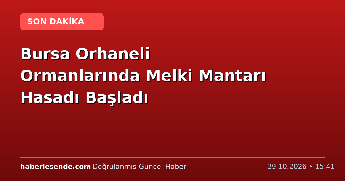 Bursa Orhaneli Ormanlarında Melki Mantarı Hasadı Başladı