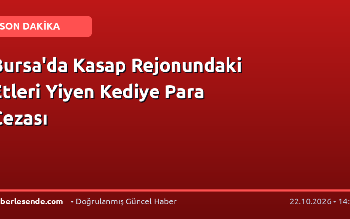 Bursa'da Kasap Rejonundaki Etleri Yiyen Kediye Para Cezası