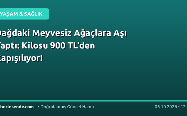 Dağdaki Meyvesiz Ağaçlara Aşı Yaptı: Kilosu 900 TL'den Kapışılıyor!