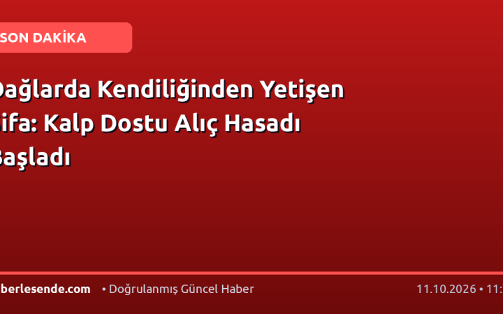 Dağlarda Kendiliğinden Yetişen Şifa: Kalp Dostu Alıç Hasadı Başladı