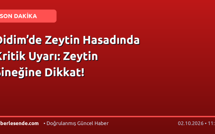 Didim’de Zeytin Hasadında Kritik Uyarı: Zeytin Sineğine Dikkat!