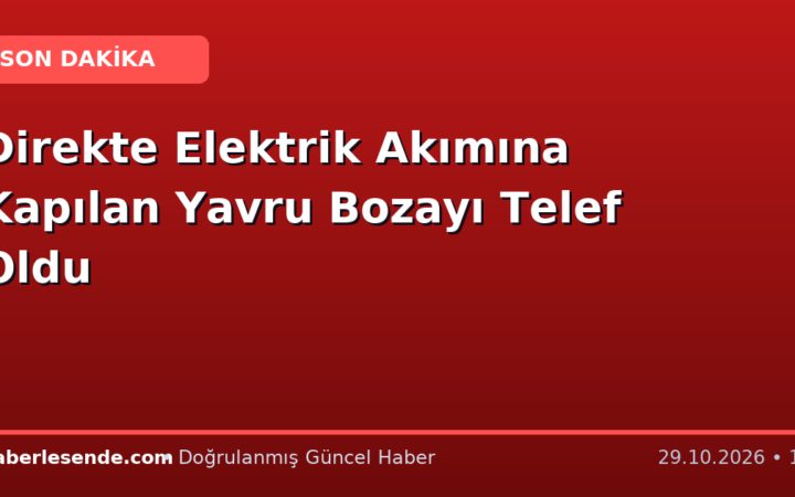 Direkte Elektrik Akımına Kapılan Yavru Bozayı Telef Oldu