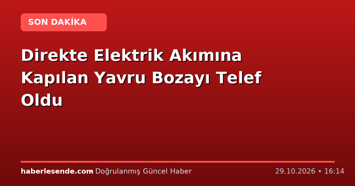 Direkte Elektrik Akımına Kapılan Yavru Bozayı Telef Oldu