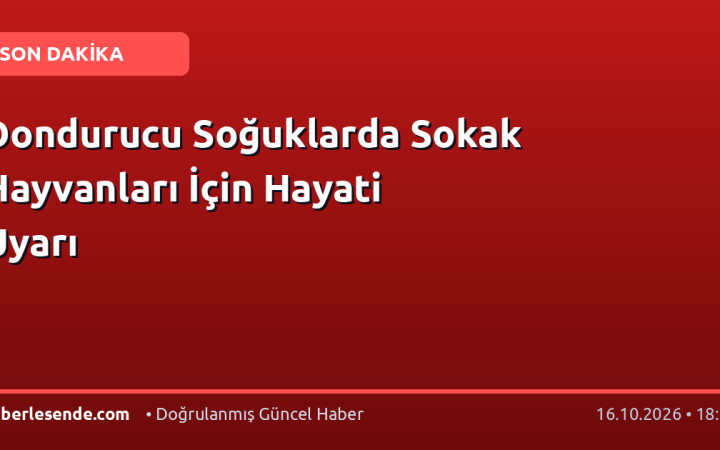 Dondurucu Soğuklarda Sokak Hayvanları İçin Hayati Uyarı