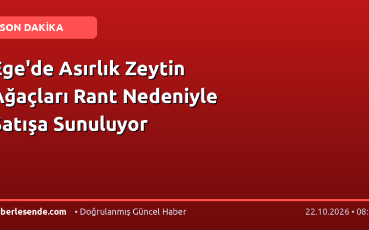 Ege'de Asırlık Zeytin Ağaçları Rant Nedeniyle Satışa Sunuluyor