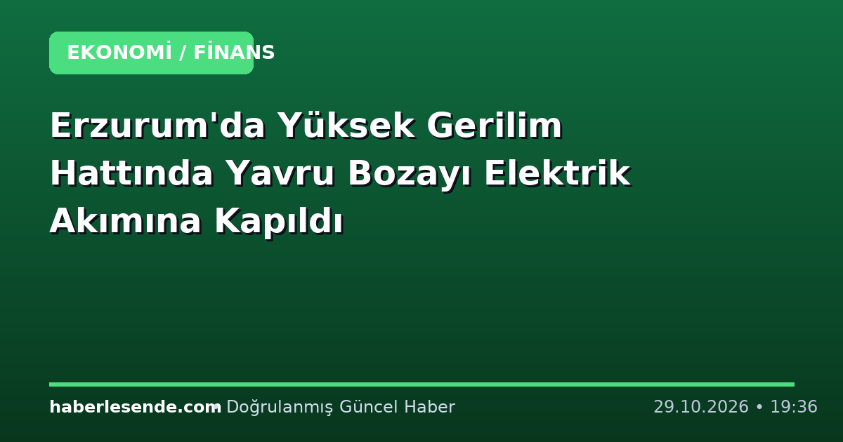 Erzurum'da Yüksek Gerilim Hattında Yavru Bozayı Elektrik Akımına Kapıldı