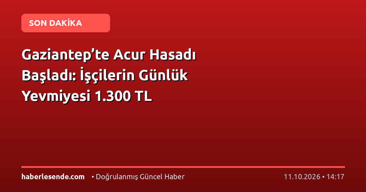 Gaziantep’te Acur Hasadı Başladı: İşçilerin Günlük Yevmiyesi 1.300 TL