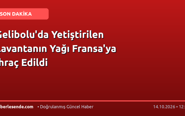 Gelibolu'da Yetiştirilen Lavantanın Yağı Fransa'ya İhraç Edildi