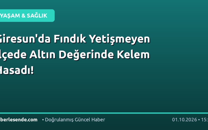 Giresun'da Fındık Yetişmeyen İlçede Altın Değerinde Kelem Hasadı!