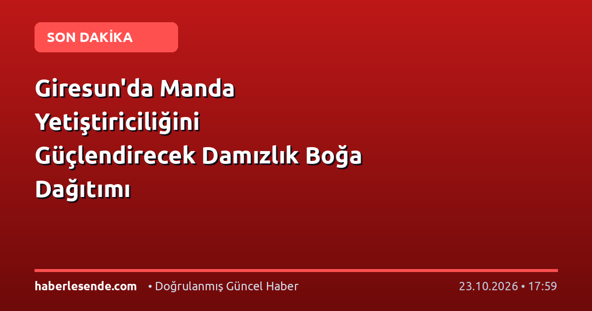 Giresun'da Manda Yetiştiriciliğini Güçlendirecek Damızlık Boğa Dağıtımı