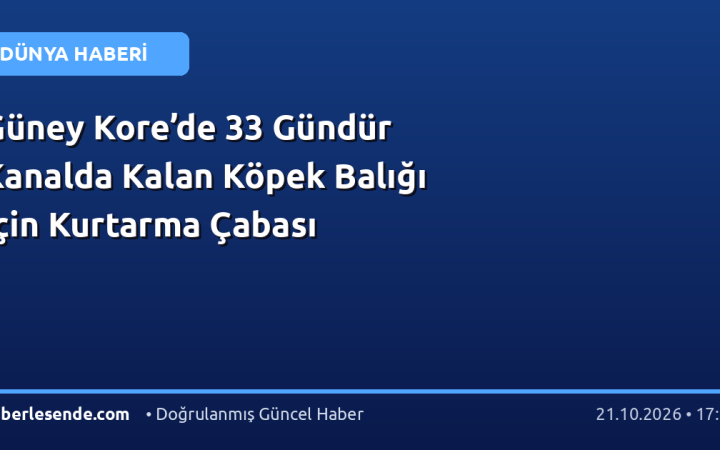 Güney Kore’de 33 Gündür Kanalda Kalan Köpek Balığı İçin Kurtarma Çabası