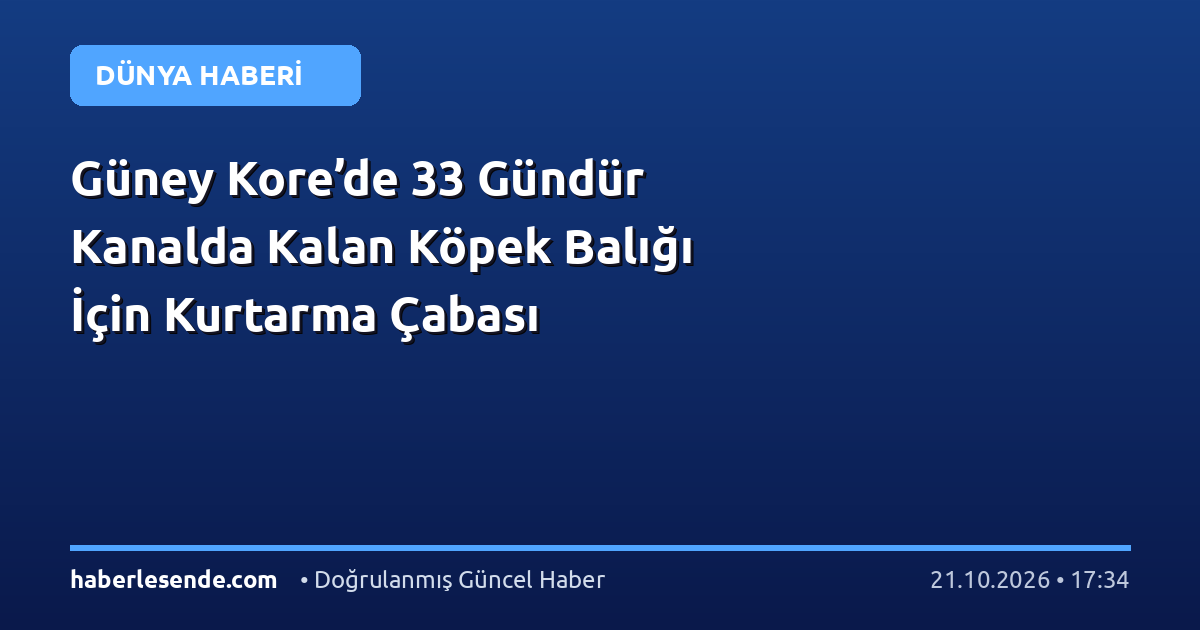 Güney Kore’de 33 Gündür Kanalda Kalan Köpek Balığı İçin Kurtarma Çabası