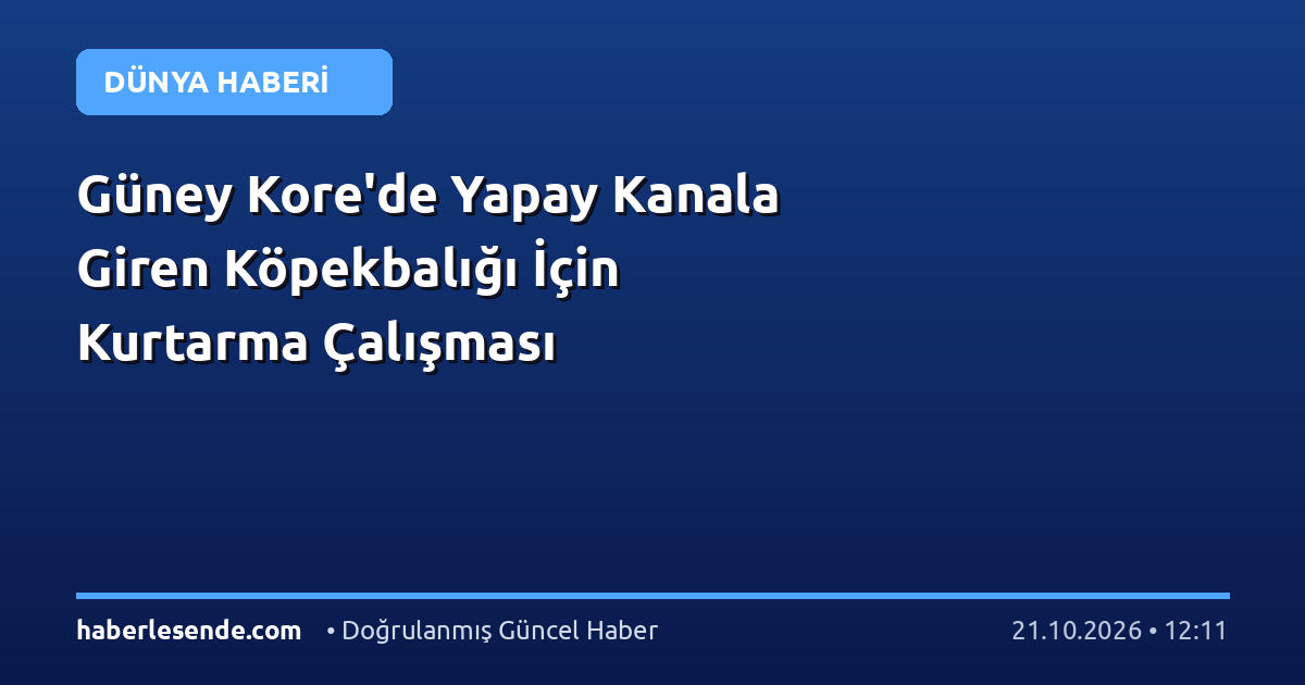 Güney Kore'de Yapay Kanala Giren Köpekbalığı İçin Kurtarma Çalışması