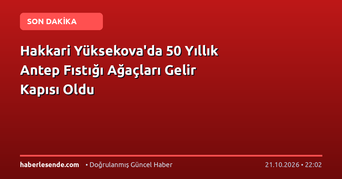 Hakkari Yüksekova'da 50 Yıllık Antep Fıstığı Ağaçları Gelir Kapısı Oldu